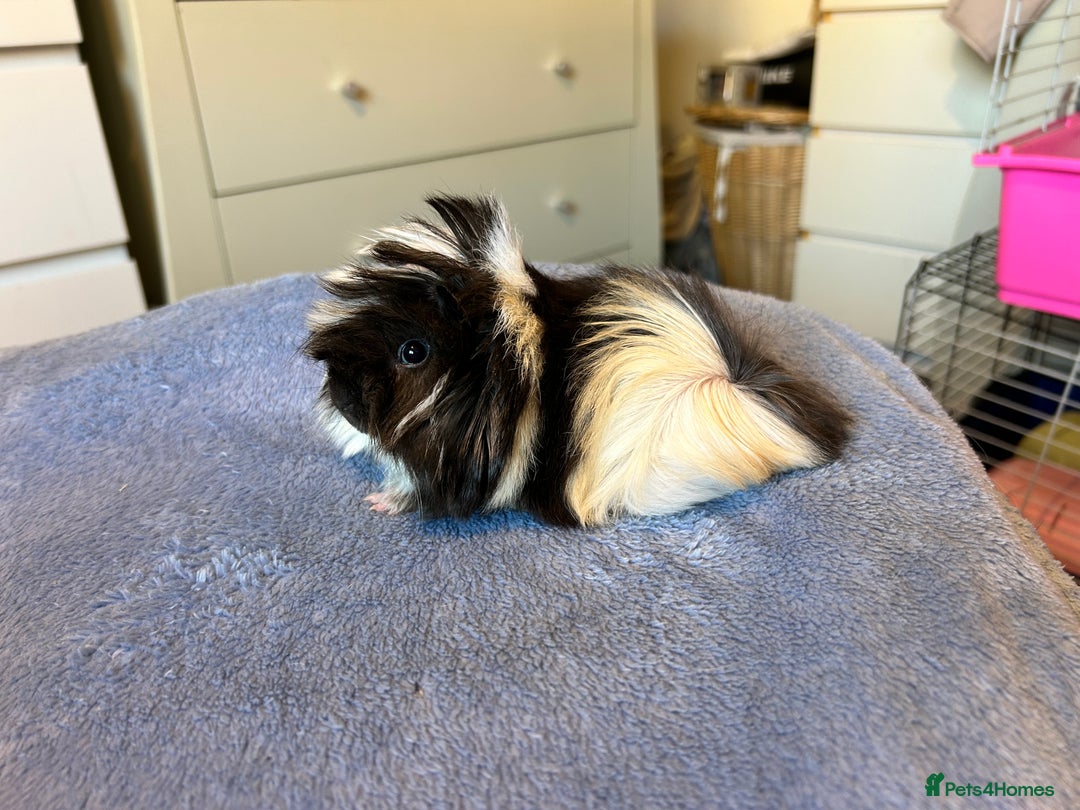 Guinea Pig rodents for sale: A pair left of male Peruvians REDUCED  - Advert 10