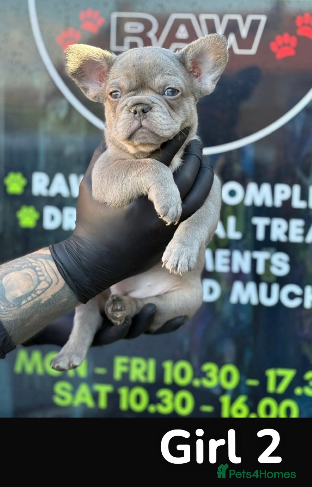 French Bulldog dogs for sale: French bulldog puppies  - Image 4