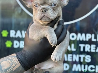 French Bulldog dogs French bulldog puppies - Advert 8