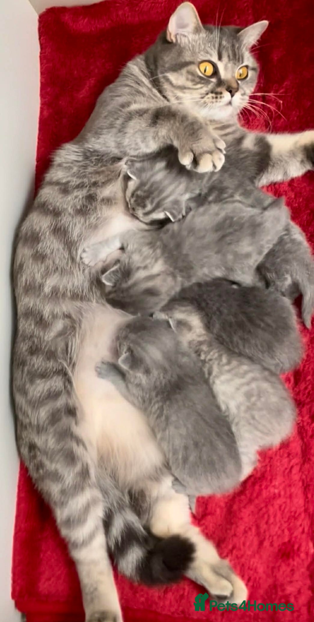 British Shorthair cats for sale: British Shorthair Kittens - Advert 1