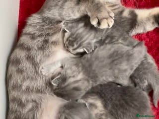 British Shorthair cats British Shorthair Kittens - Advert 7