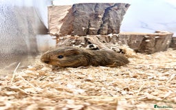 Guinea Pig rodents for sale: Multiple Baby Guinea Pigs For Sale 🥰💗 - Image 23