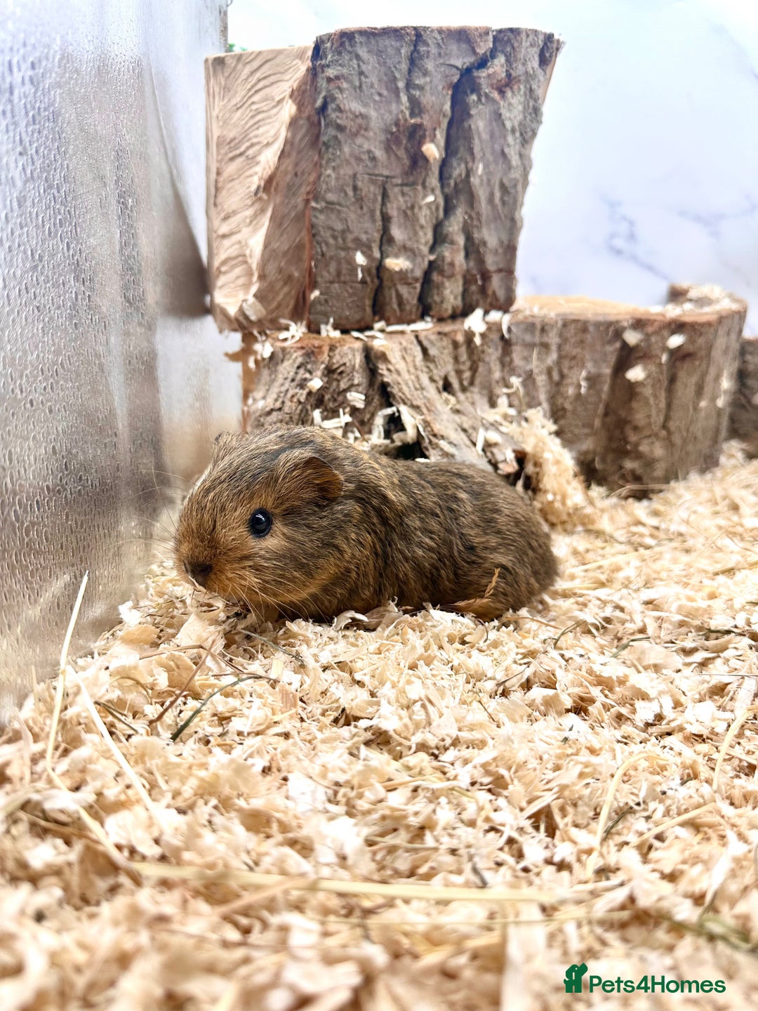 Guinea Pig rodents for sale: Multiple Baby Guinea Pigs For Sale 🥰💗 - Image 23
