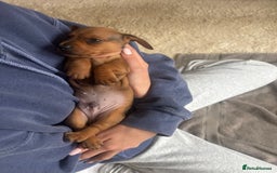 Miniature Dachshund dogs for sale: Miniature smoothed haired dachshund  - Image 14