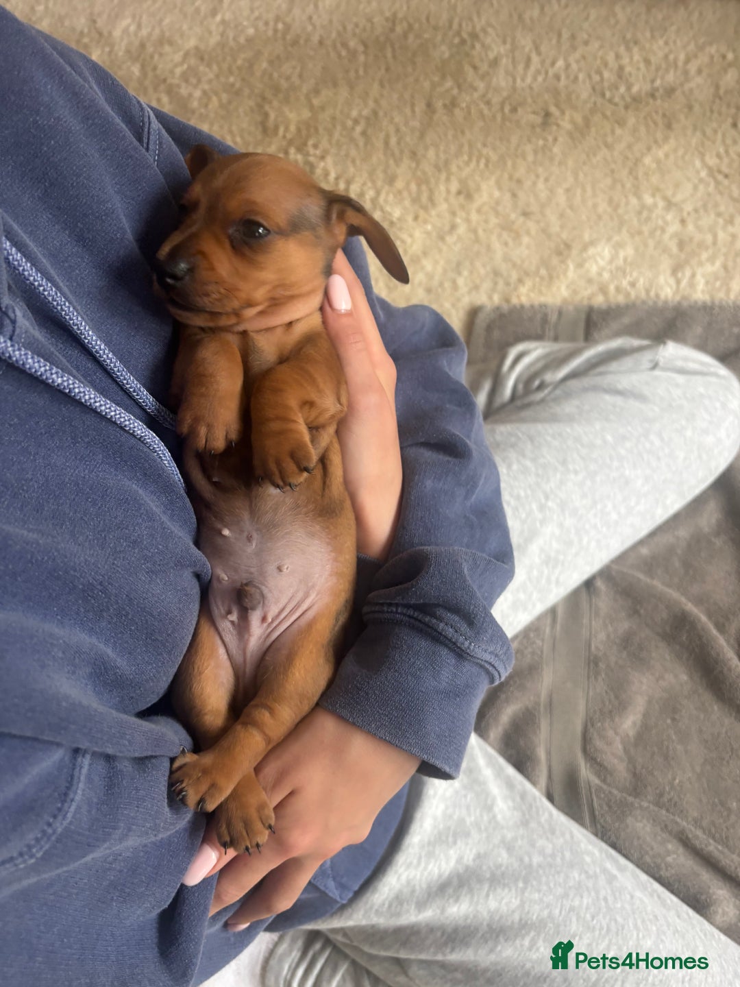 Miniature Dachshund dogs for sale: Miniature smoothed haired dachshund  - Image 14