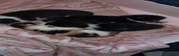 Mixed Breed cats for sale: 3 beautiful kittens  - Advert 7