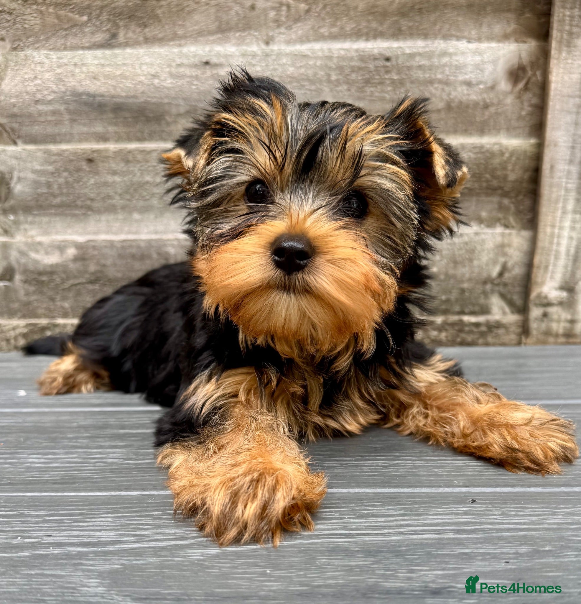 Yorkshire Terrier dogs Outstanding Yorkshire Terrier ❤️ONE GIRL LEFT! - Advert 2