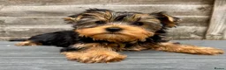 Yorkshire Terrier dogs for sale: Outstanding Yorkshire Terrier ❤️ONE GIRL LEFT! - Advert 1
