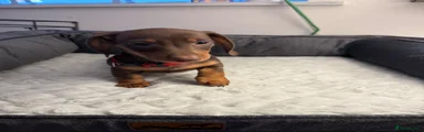Miniature Dachshund 1
