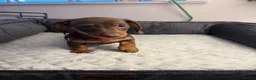 Miniature Dachshund dogs for sale: Kc registered mini dachshund  - Advert 8