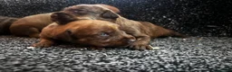Mixed Breed dogs for sale: Bull Wheaten in London - Advert 5