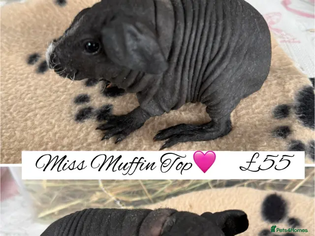 Guinea Pig rodents for sale: Pedigree guinea pigs - Advert 6