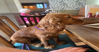 Cocker Spaniel dogs First and last litter top class red cockers - Advert 10