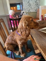 Cocker Spaniel dogs First and last litter top class red cockers - Advert 10