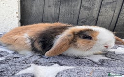 Mini Lop rabbits for sale: Pure bred mini lop bunnies  - Image 5