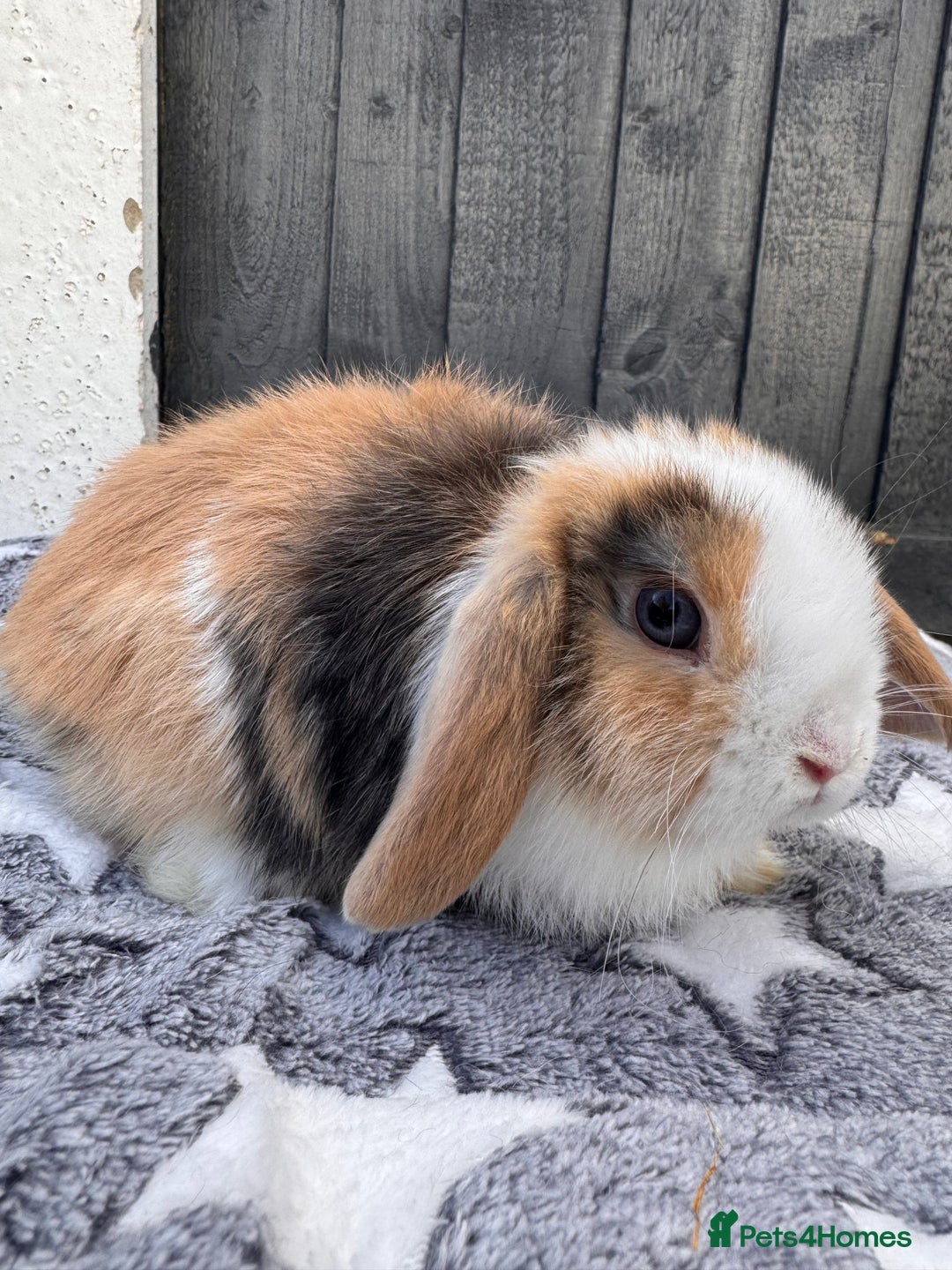 Mini Lop rabbits for sale: Pure bred mini lop bunnies  - Image 5