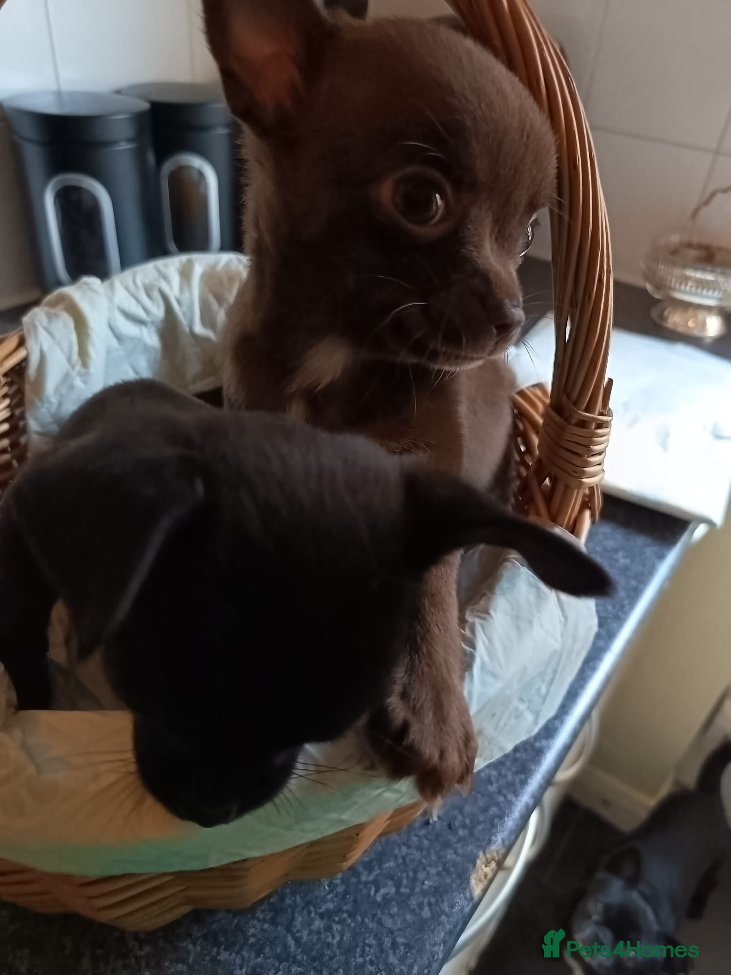 Chihuahua dogs Cream girl SOLD* black boy, brown girl chihuahuas - Advert 2