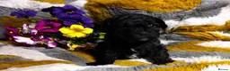 Maltipoo dogs for sale: Maltipoo’s rare colour parents tested Clear PRA - Advert 4