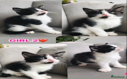 Mixed Breed cats for sale: Beautiful ragdoll cross kittens  - Image 5