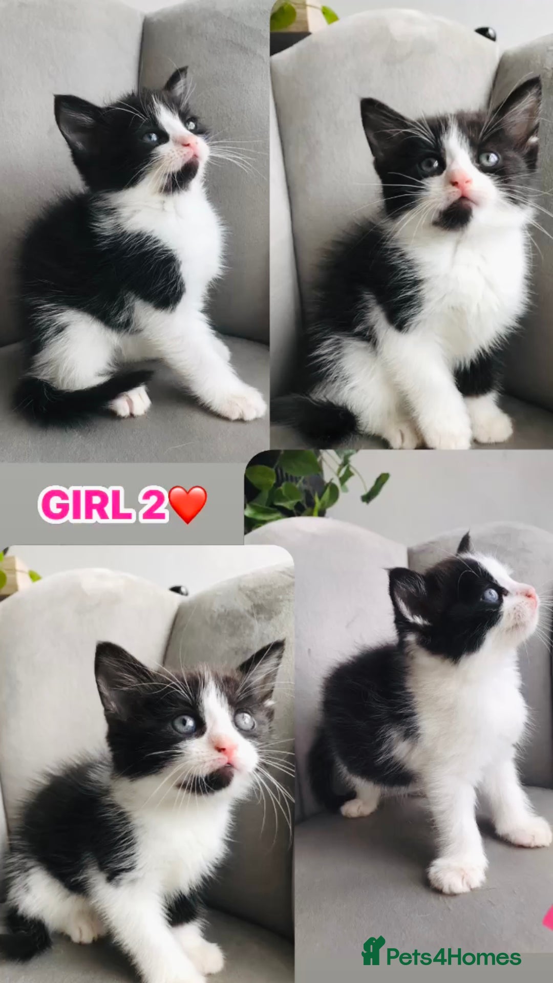 Mixed Breed cats for sale: Beautiful ragdoll cross kittens  - Image 5