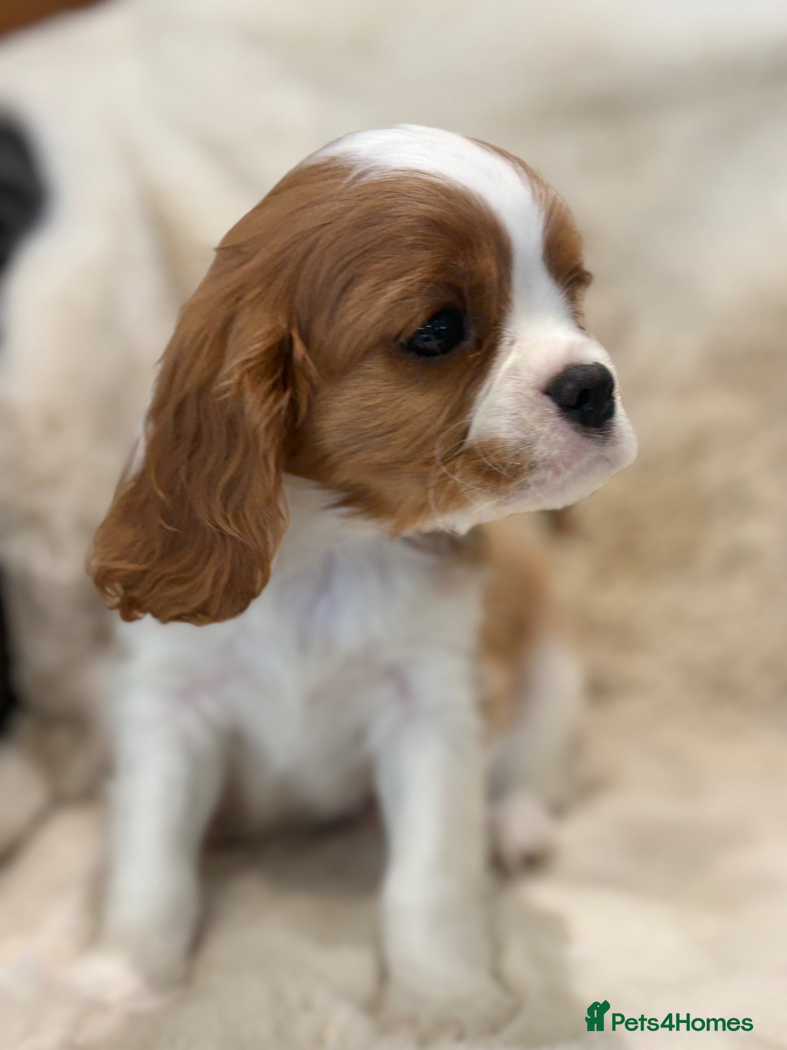 Cavalier King Charles Spaniel dogs for sale: Extensively health tested cavalier pups  - Advert 3