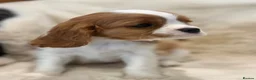 Cavalier King Charles Spaniel dogs for sale: Extensively health tested cavalier pups  - Advert 12