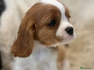 Cavalier King Charles Spaniel dogs for sale: Extensively health tested cavalier pups - Advert 3