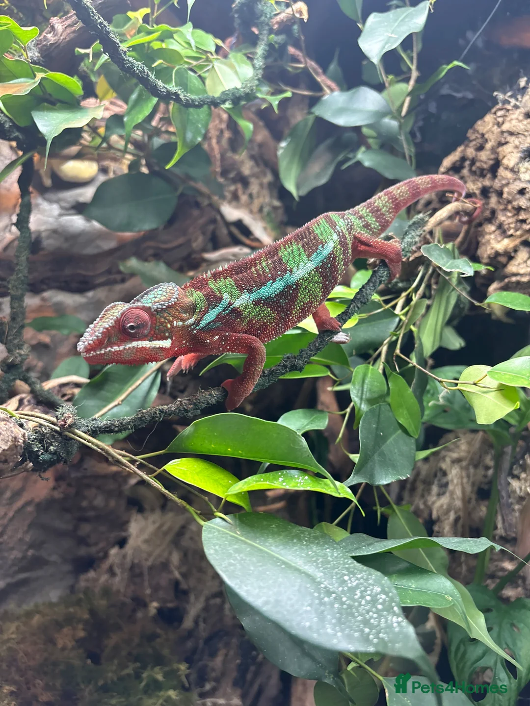 Chameleon reptiles for sale: male panther ambilobe chameleon  - Advert 2
