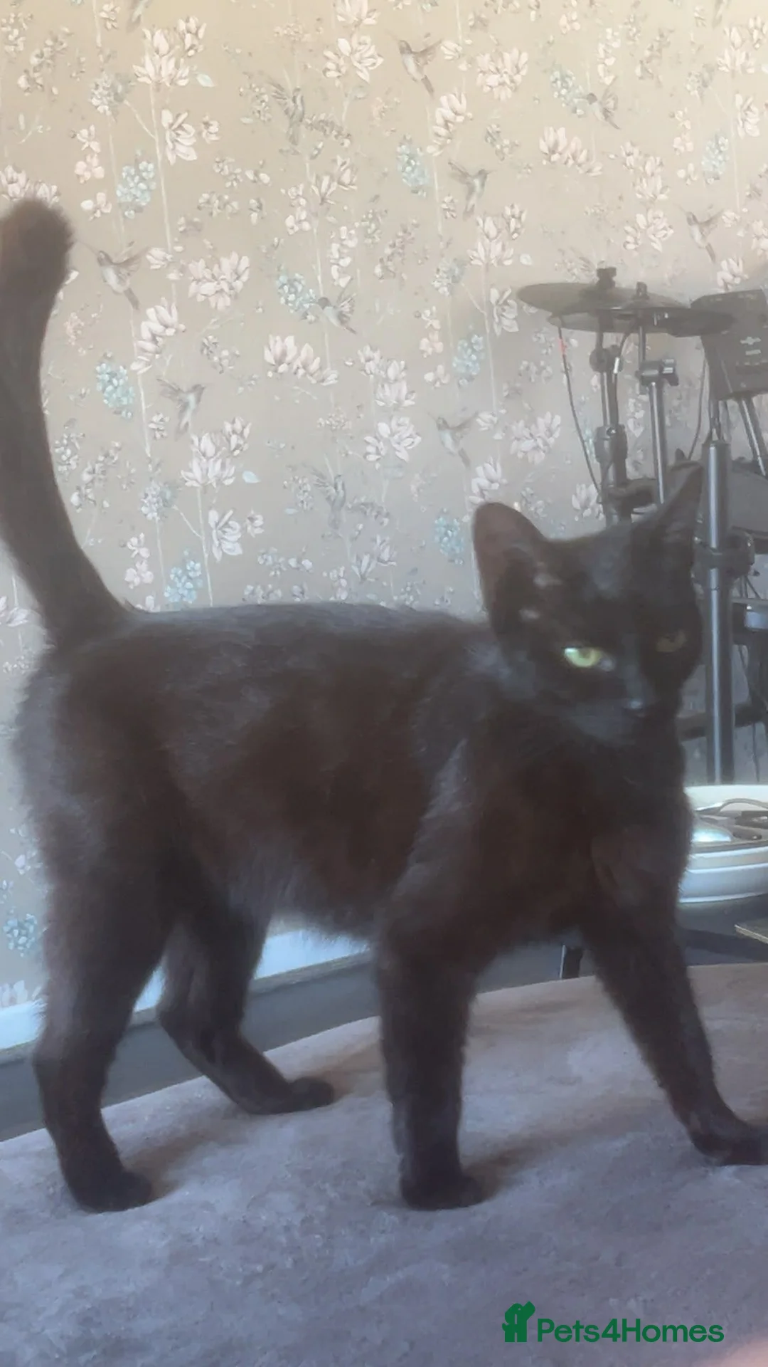 Mixed Breed cats for sale: Beautiful kittens - Advert 2