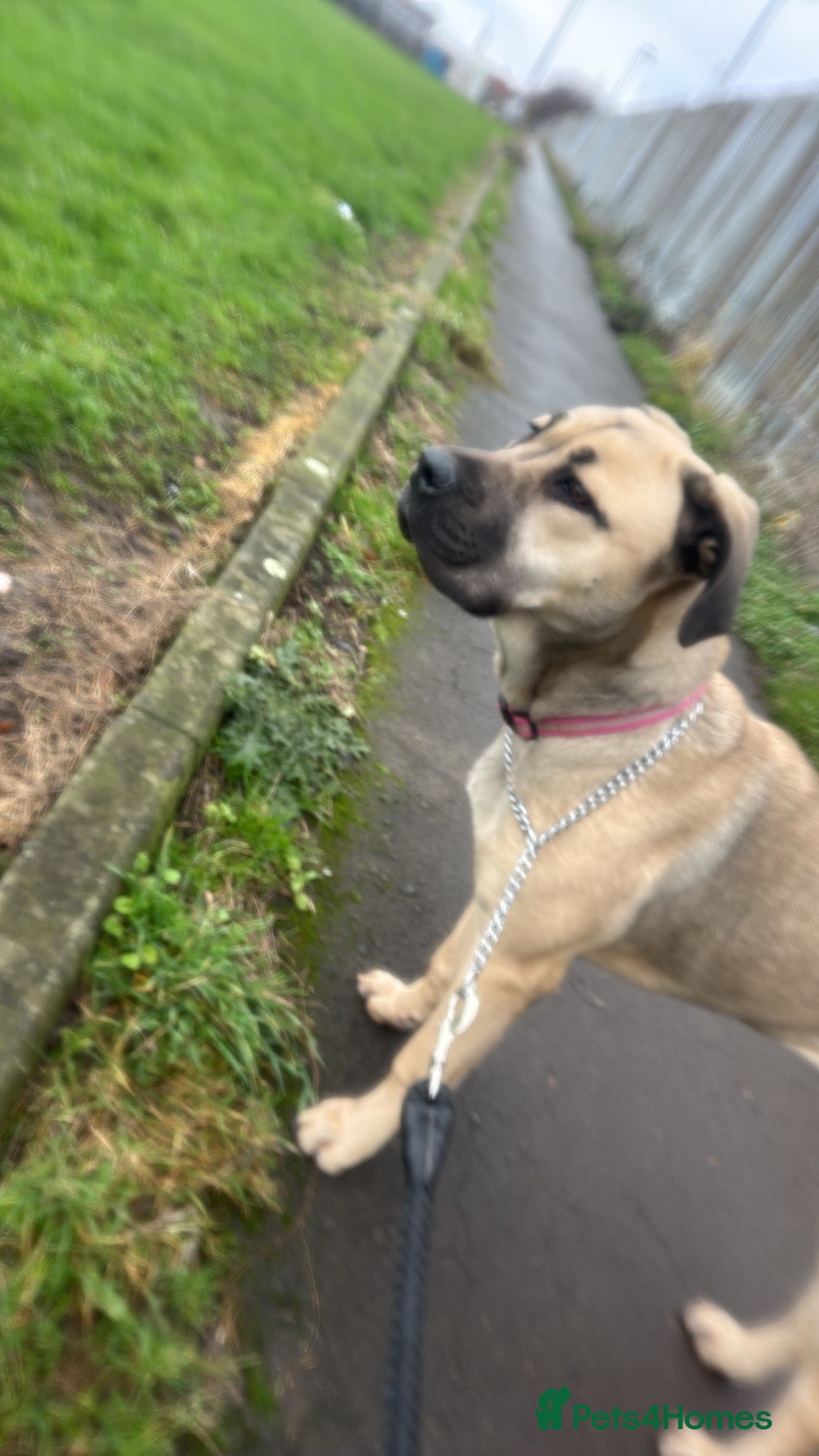 Mixed Breed dogs for sale: Narla  - Advert 2