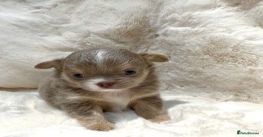 Chihuahua dogs QUALITY LONG COAT KC CHIHUAHUA PUPPIES  - Advert 11