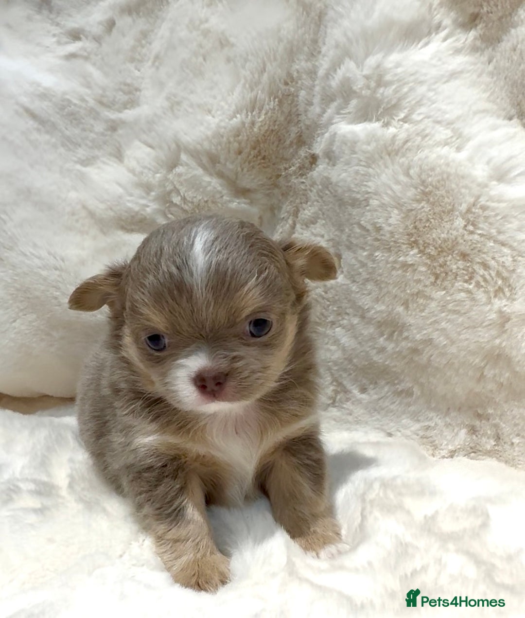 Chihuahua dogs for sale: QUALITY LONG COAT KC CHIHUAHUA PUPPIES  - Advert 3