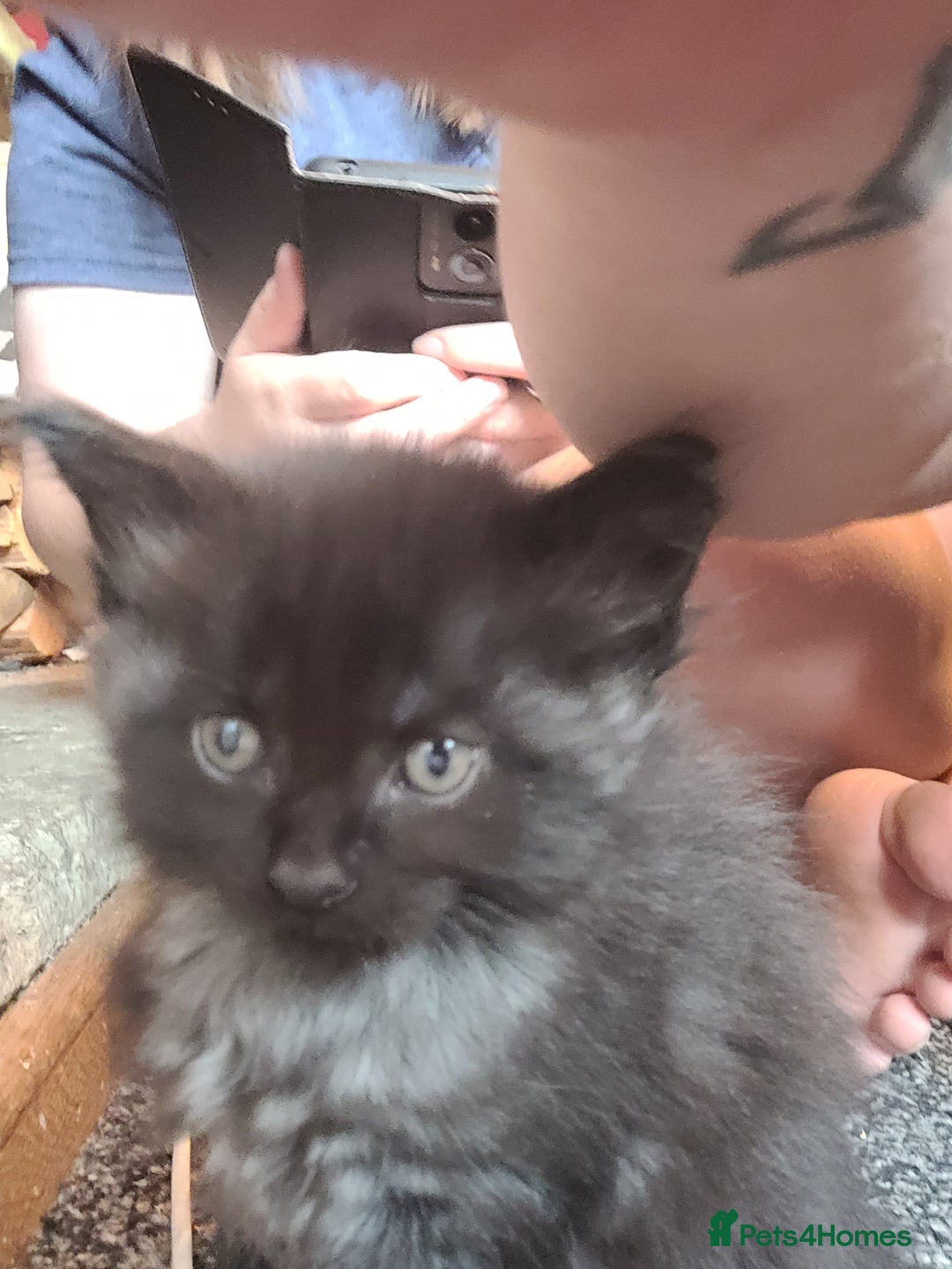 Maine Coon cats for sale: 5 Maine coon X kittens for sale  - Advert 20