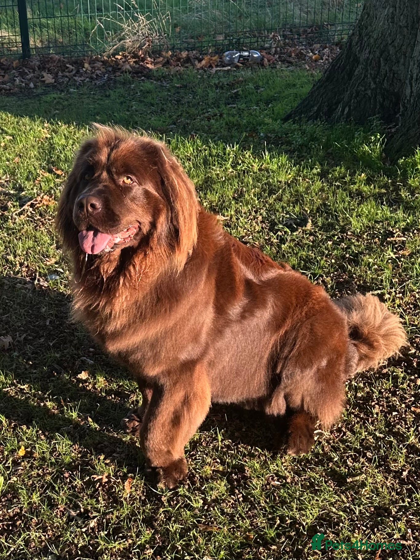 Newfoundland dogs for sale: Expected Newfoundland Pups Register Your Interest - Advert 3