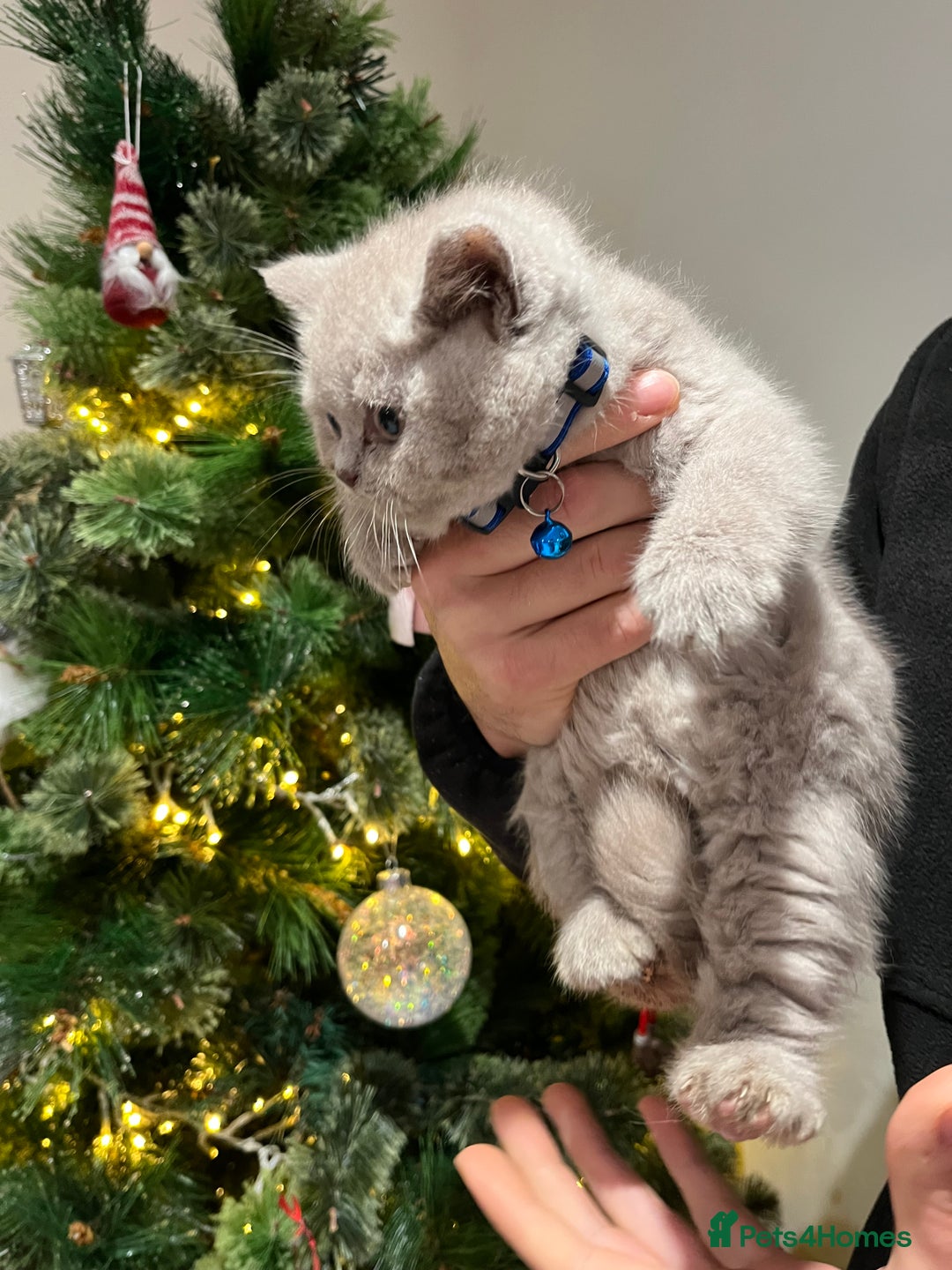 British Shorthair cats for sale: ⭐️ PURE BREED BRITISH SHORTHAIR KITTENS - Advert 3