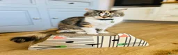 Maine Coon cats for sale: Gorgeous Maine Coon mix fur babies in Spennymoor - Advert 2