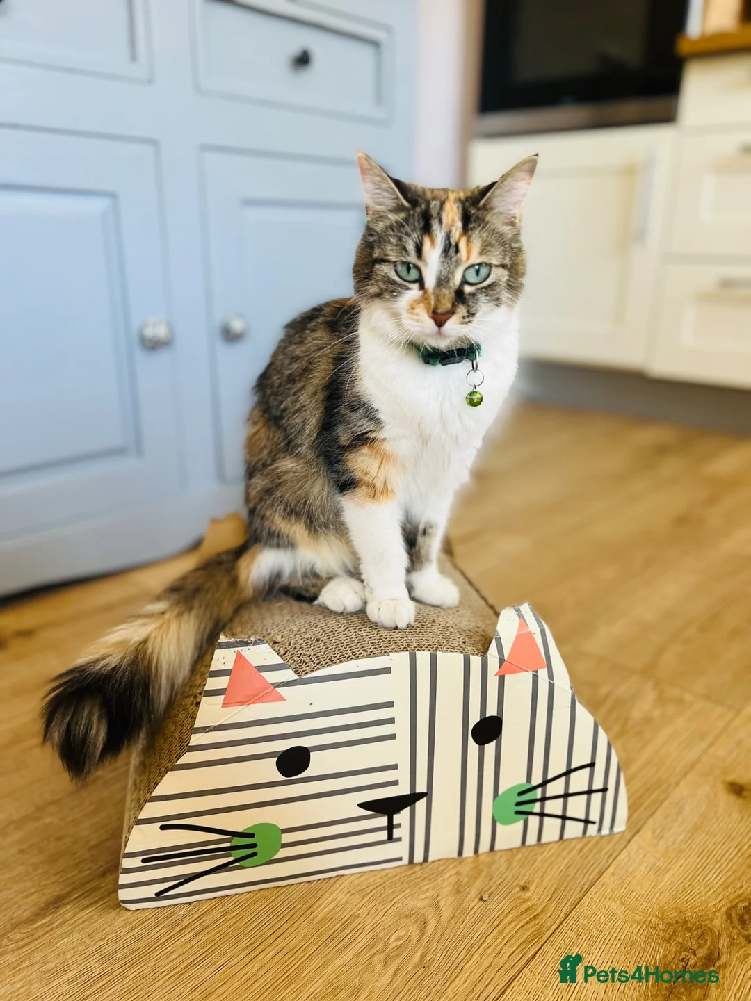Maine Coon cats for sale: Gorgeous Maine Coon mix fur babies in Spennymoor - Advert 2