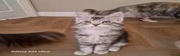 Maine Coon cats for sale: Licensed breeder-maine coon kittens - Advert 25