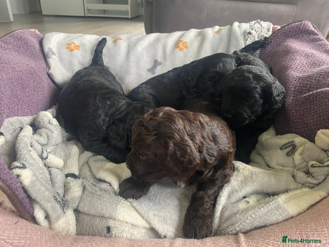 Cockapoo dogs for sale: Cockapoo pups  - Image 7