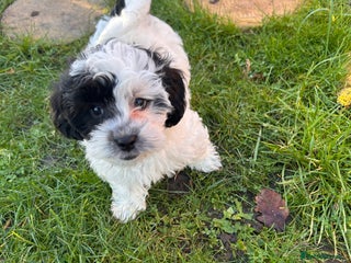 Shihpoo dogs Tiny⭐️⭐️ Shihpoo's ❤️ - Advert 7