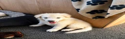 White Swiss Shepherd dogs for sale: 🐾 Swiss White Shepherd Puppies reduced 🐾 - Advert 19