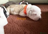 Staffordshire Bull Terrier 4