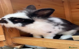 Lionhead rabbits for sale: Beautiful female Lion head rabbit for sale - Image 5