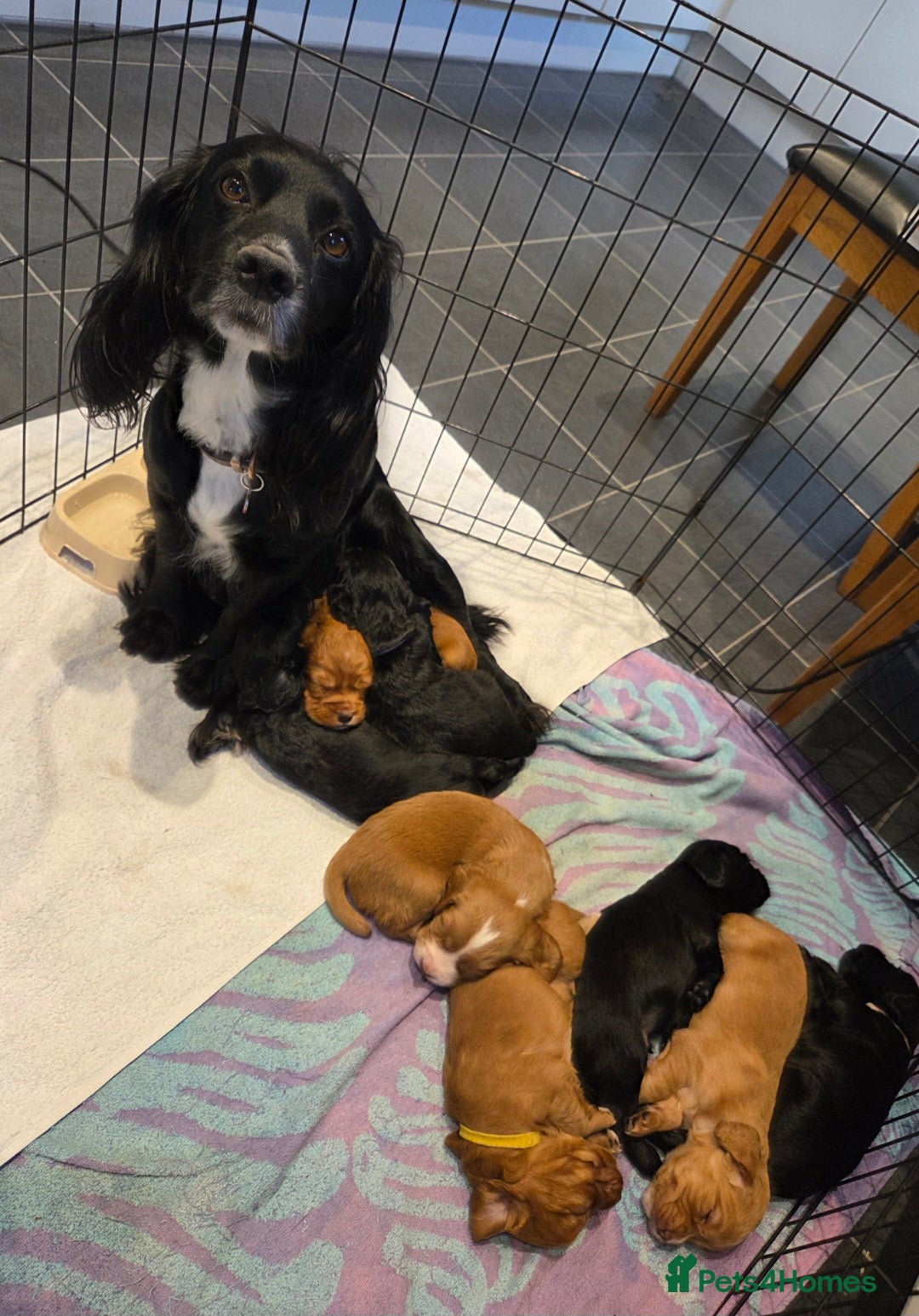 Cocker Spaniel dogs for sale: Working cocker spaniel pups - Image 21
