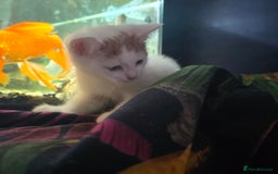 Mixed Breed cats for sale: SweetPlayfulKitten–Socialised with Dog 😻 - Image 8