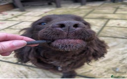 Cocker Spaniel dogs for sale: Cocker spaniel pups - Image 8