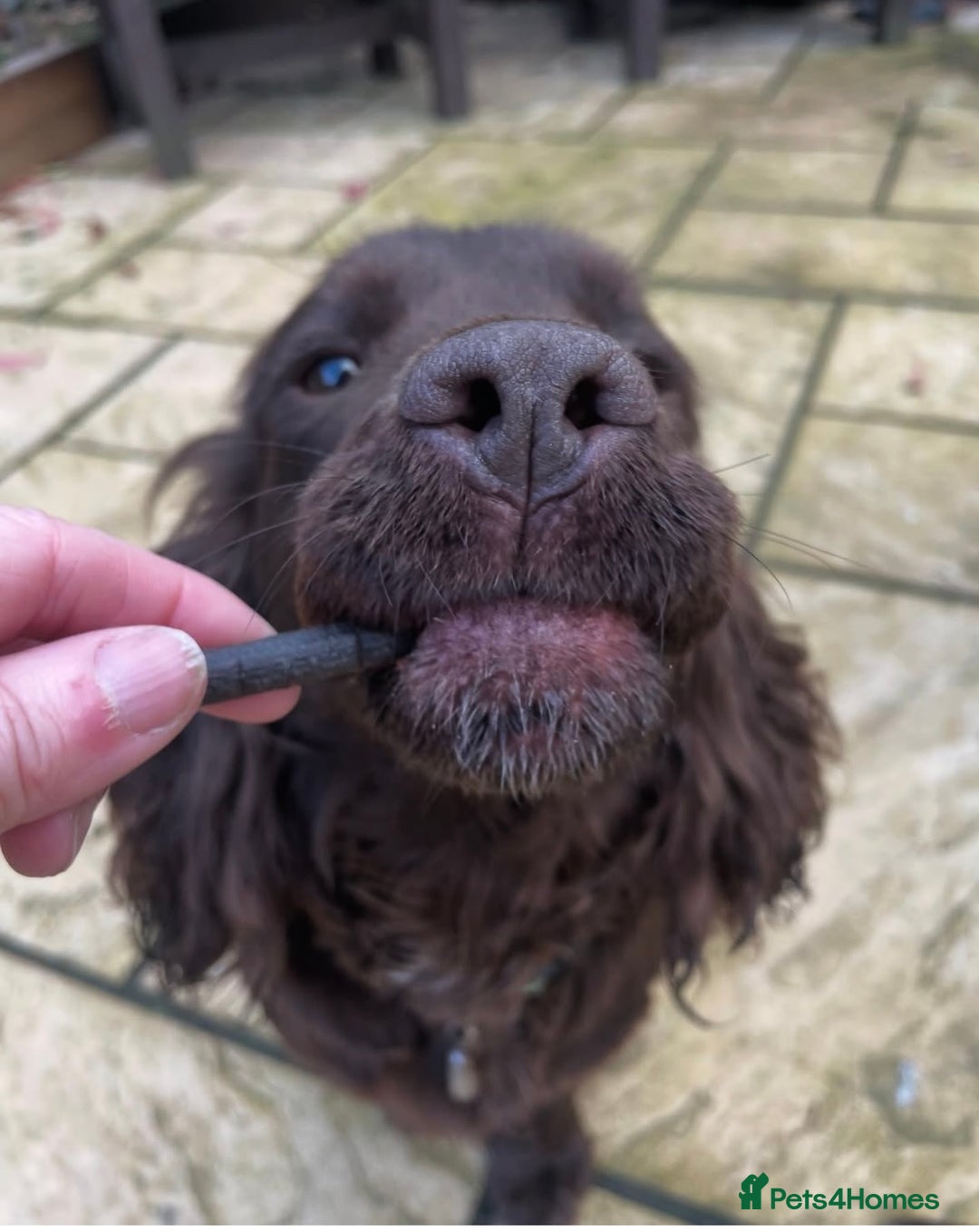 Cocker Spaniel dogs for sale: Cocker spaniel pups - Image 8