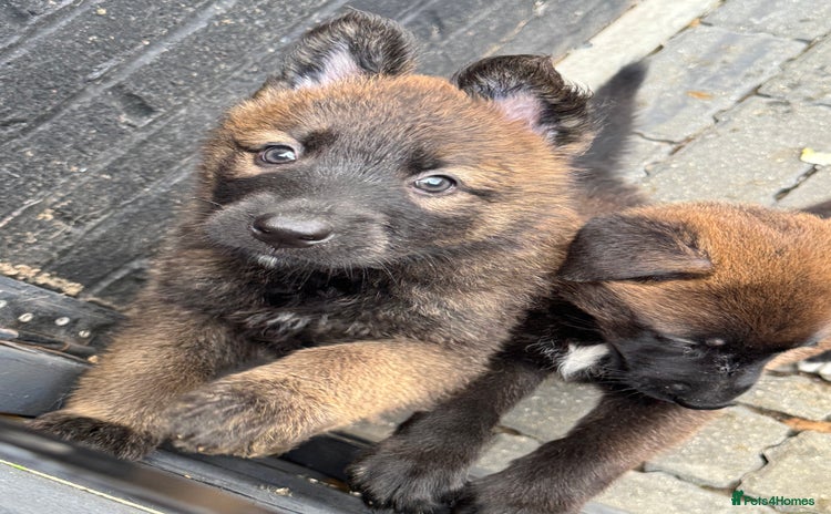 German Shepherd dogs - Advert 2