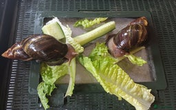 Snails invertebrates for sale: Giant African Land Snails 🐌 🐌  - Image 4