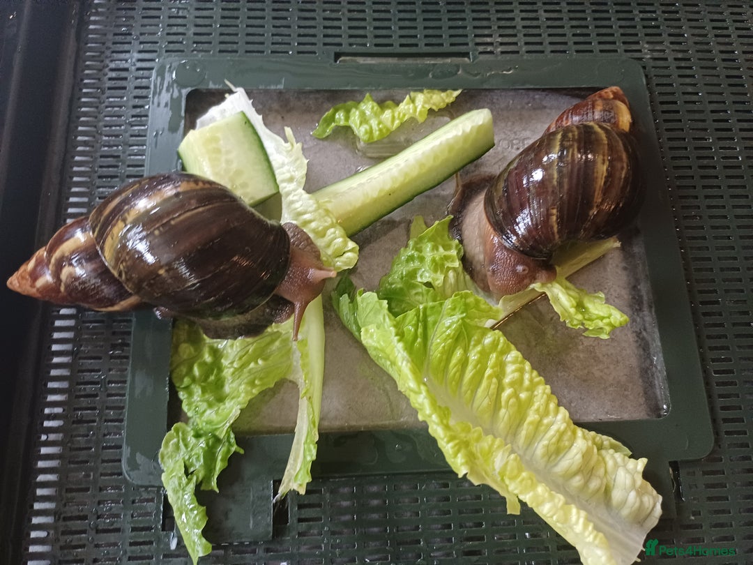 Snails invertebrates for sale: Giant African Land Snails 🐌 🐌  - Image 4